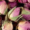 Boutons de roses.jpg