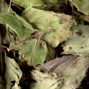 Menthe Poivree  0,5 kg Ziołowa